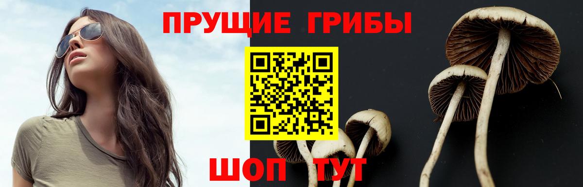 Галлюциногенные грибы Psilocybine cubensis Нефтекумск